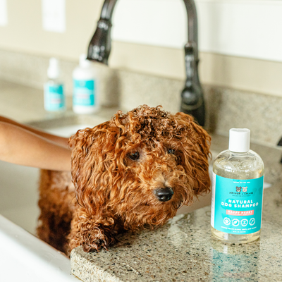 Non-Toxic Dog Shampoo | Gentle, Plant-Based Clean for a Happy Pup