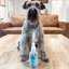 Deodorizing Pet Spray | Stay Fresh Between Baths!